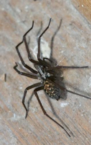 Eratigena sp.